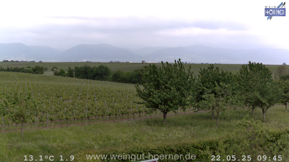 Webcam Weinberge Hochstadt