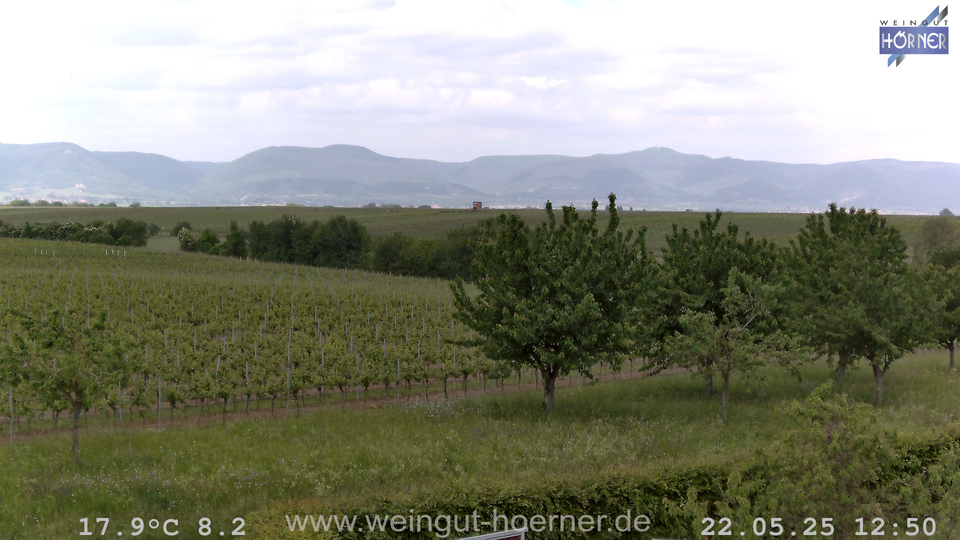 Webcam Weinberge Hochstadt
