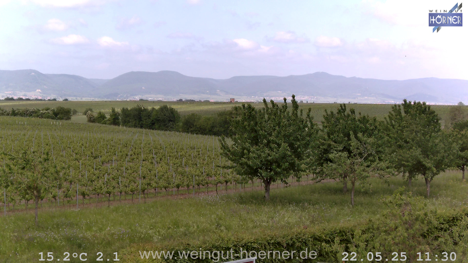 Webcam Weinberge Hochstadt