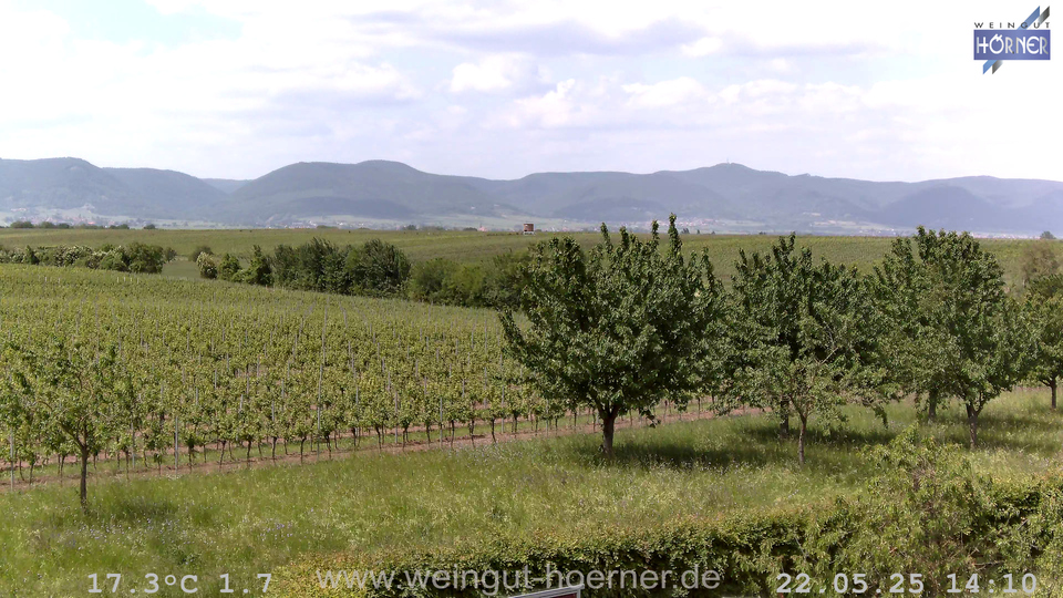 Webcam Weinberge Hochstadt