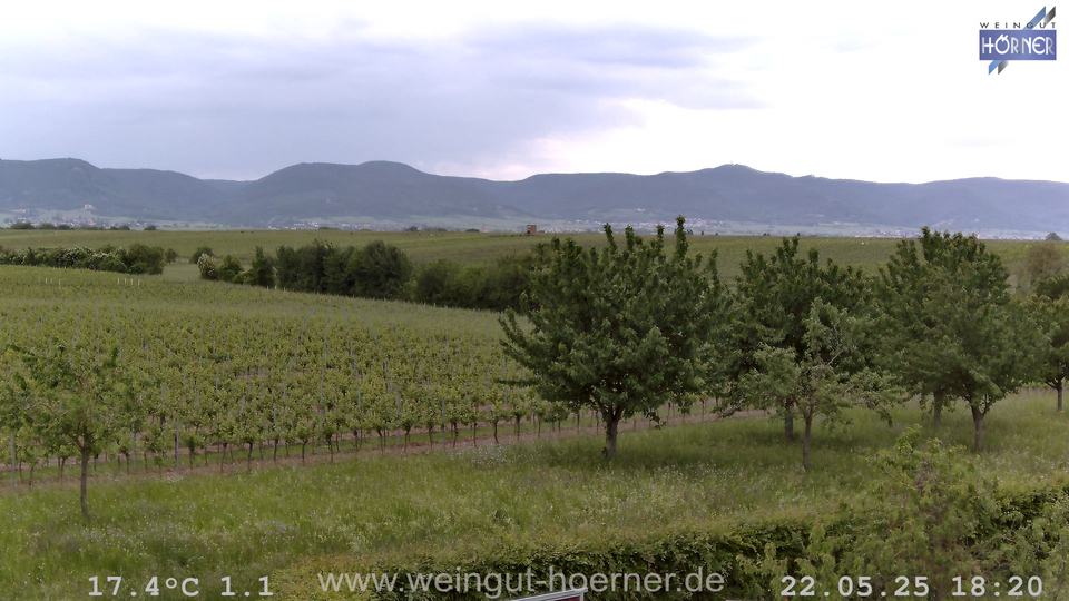 Webcam Weinberge Hochstadt