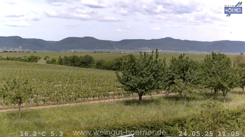Webcam Weinberge Hochstadt