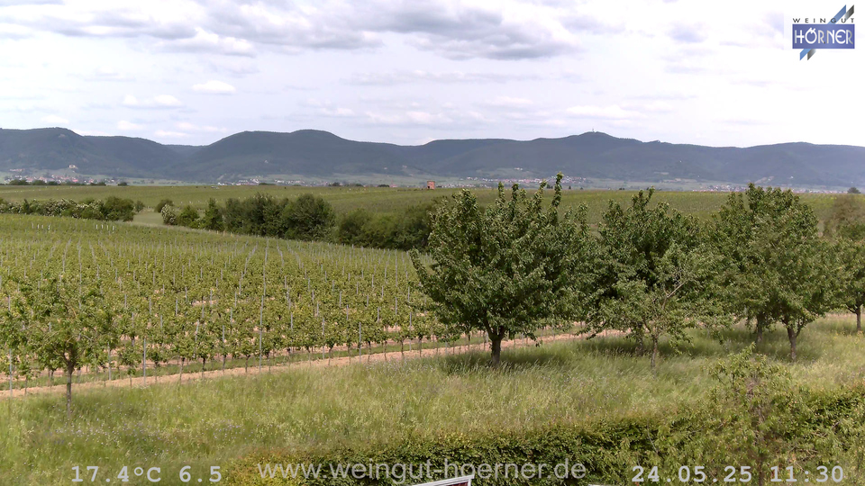 Webcam Weinberge Hochstadt