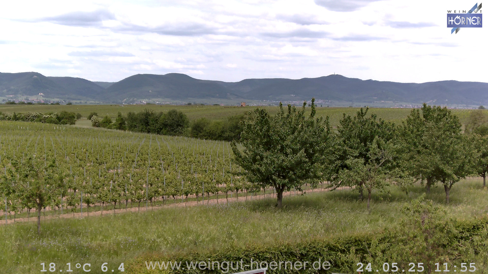 Webcam Weinberge Hochstadt