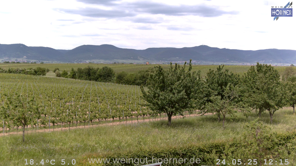 Webcam Weinberge Hochstadt