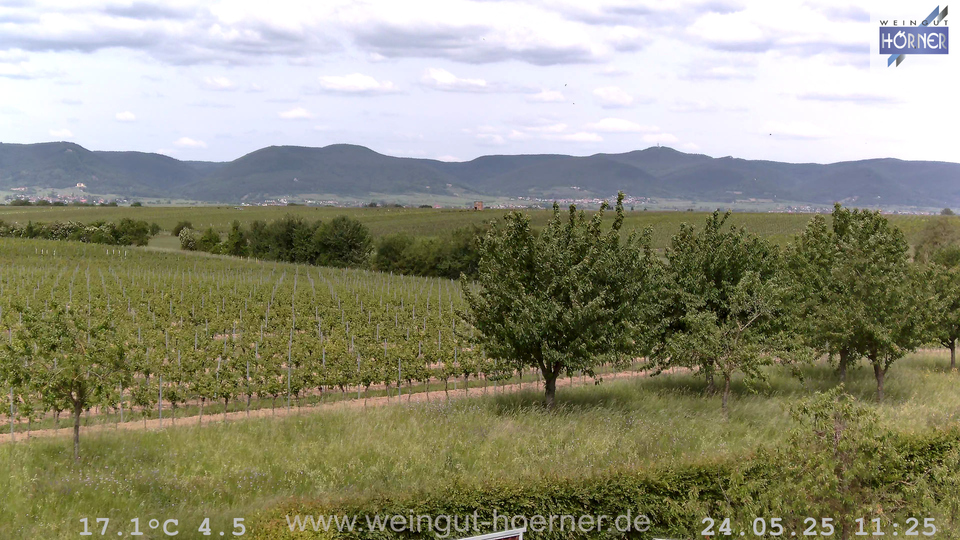 Webcam Weinberge Hochstadt
