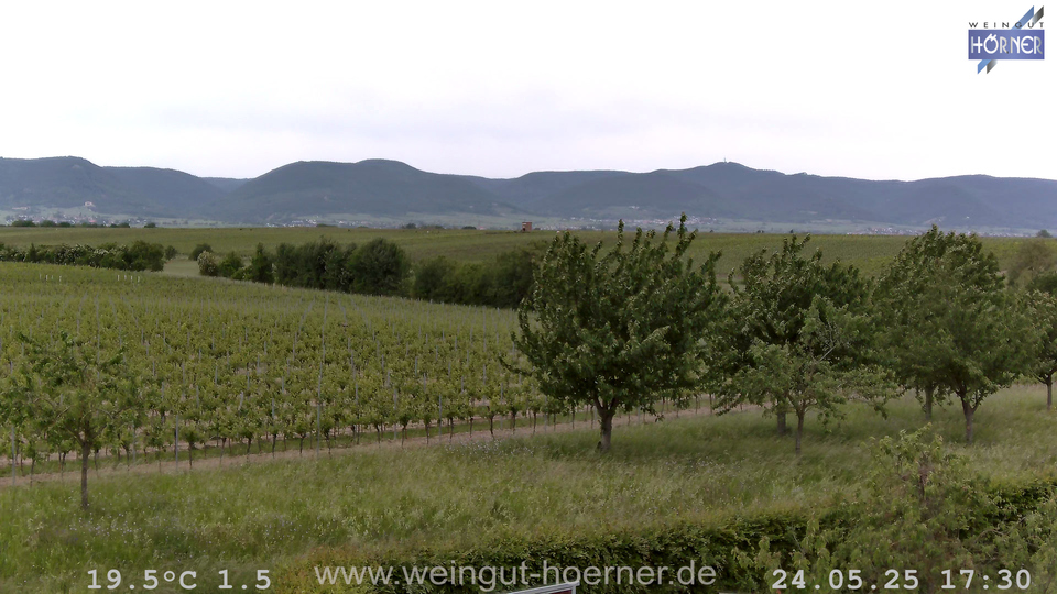 Webcam Weinberge Hochstadt