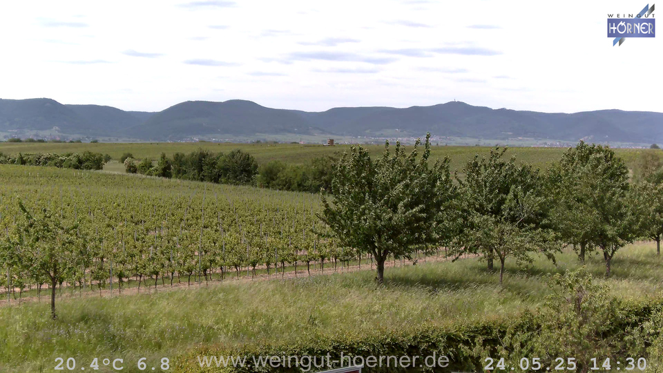 Webcam Weinberge Hochstadt