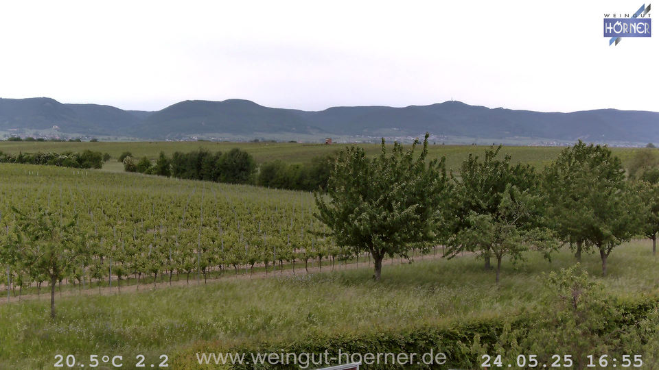 Webcam Weinberge Hochstadt