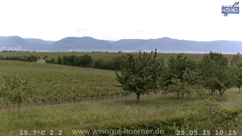 Webcam Weinberge Hochstadt