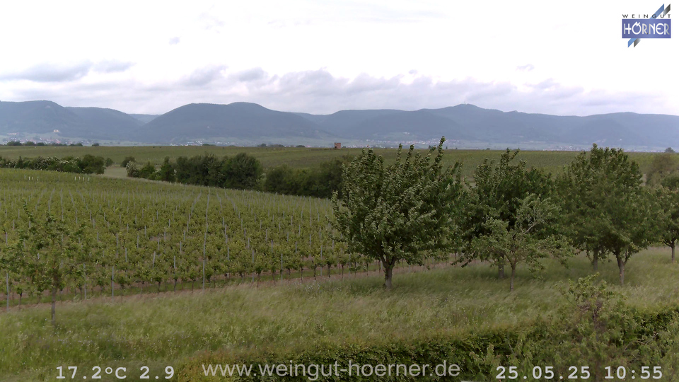Webcam Weinberge Hochstadt