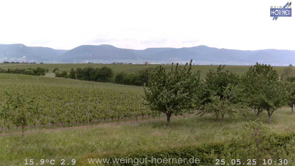 Webcam Weinberge Hochstadt