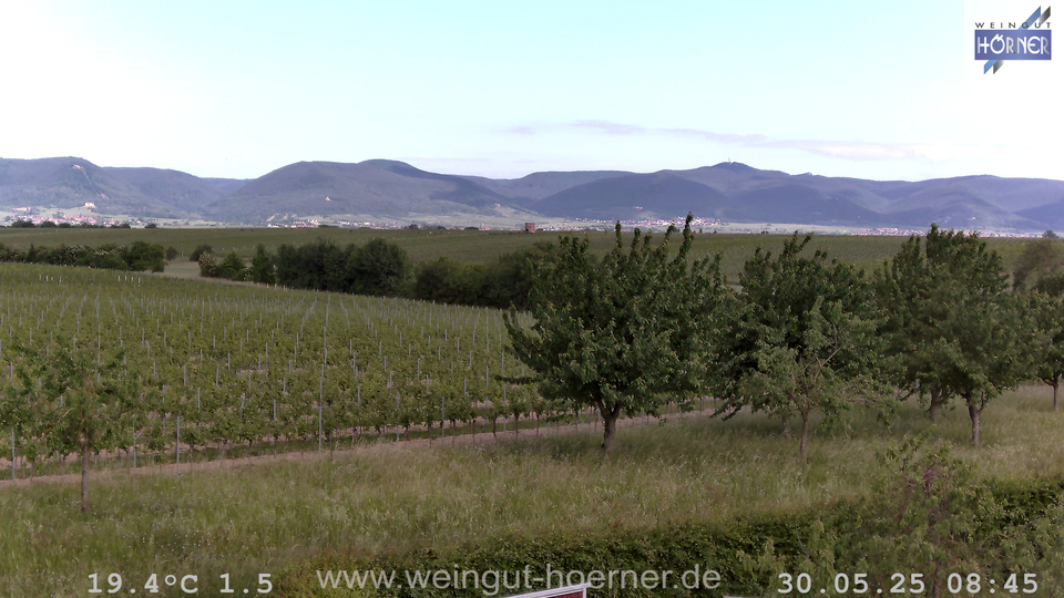 Webcam Weinberge Hochstadt