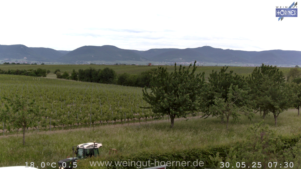 Webcam Weinberge Hochstadt