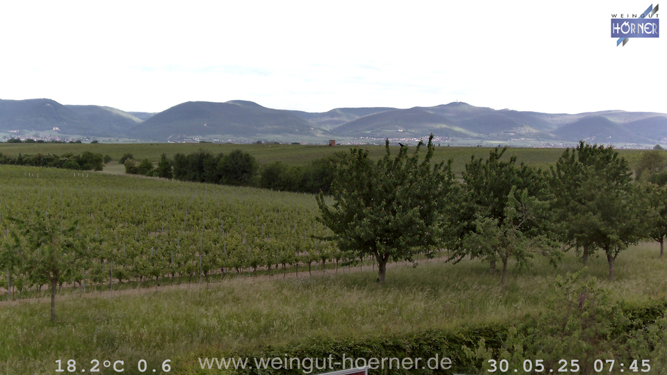 Webcam Weinberge Hochstadt