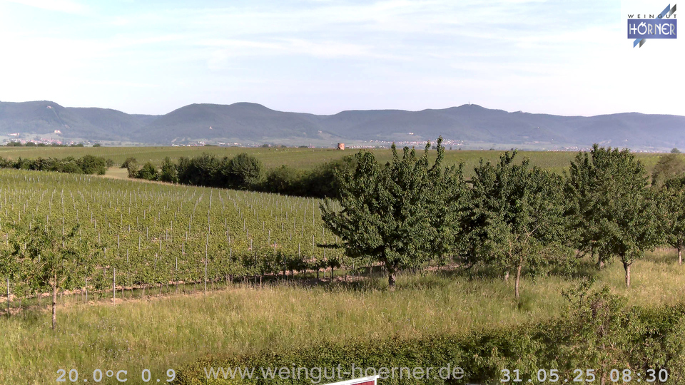 Webcam Weinberge Hochstadt