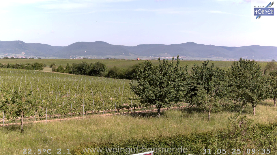 Webcam Weinberge Hochstadt