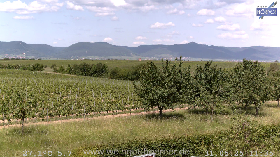 Webcam Weinberge Hochstadt