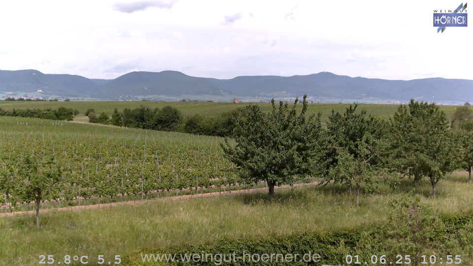 Webcam Weinberge Hochstadt