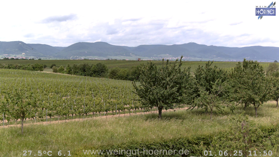 Webcam Weinberge Hochstadt