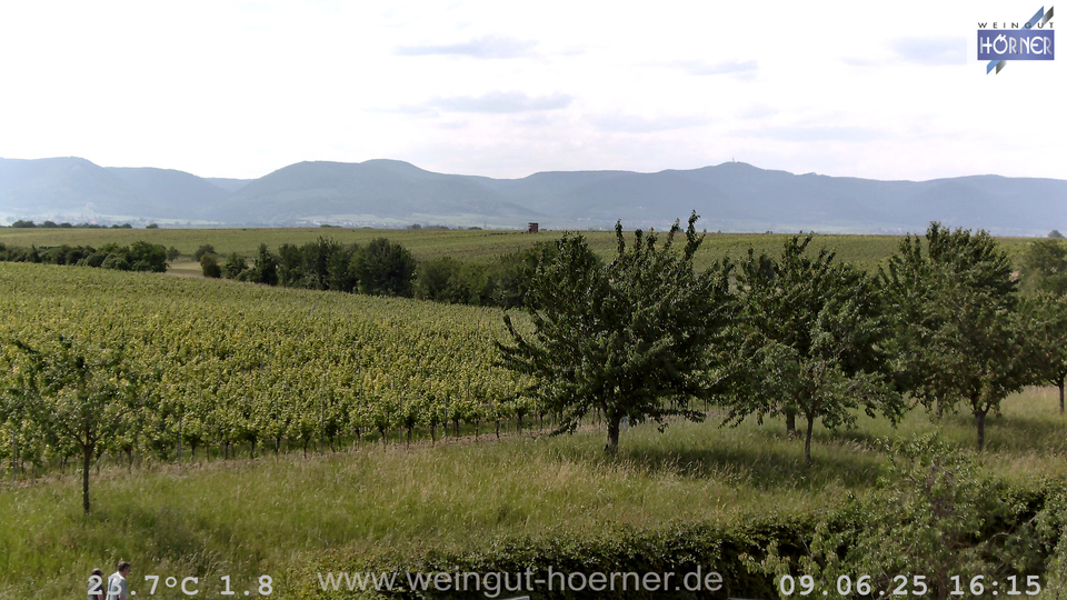 Webcam Weinberge Hochstadt