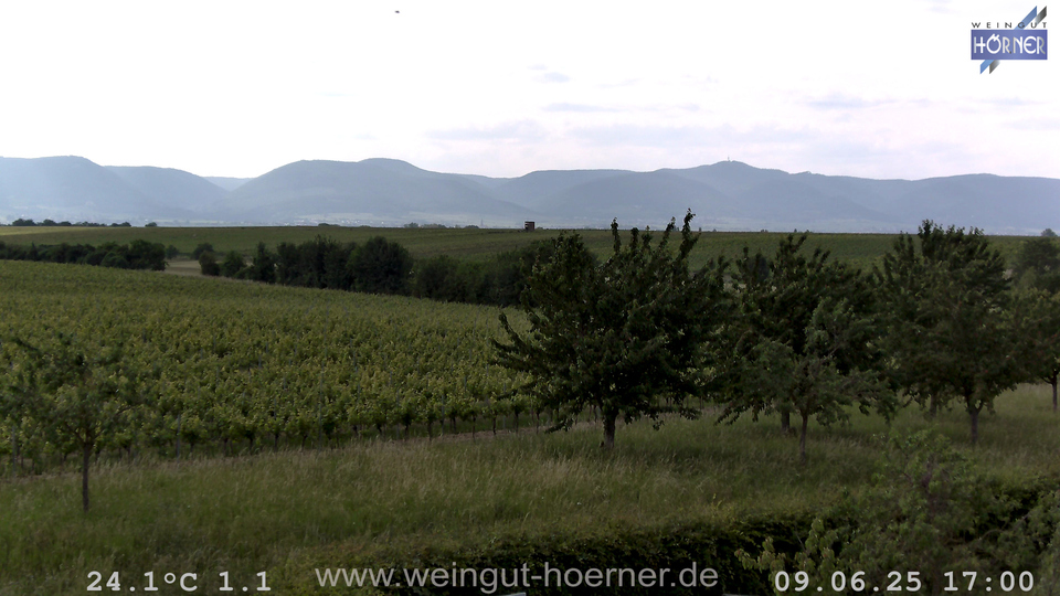 Webcam Weinberge Hochstadt