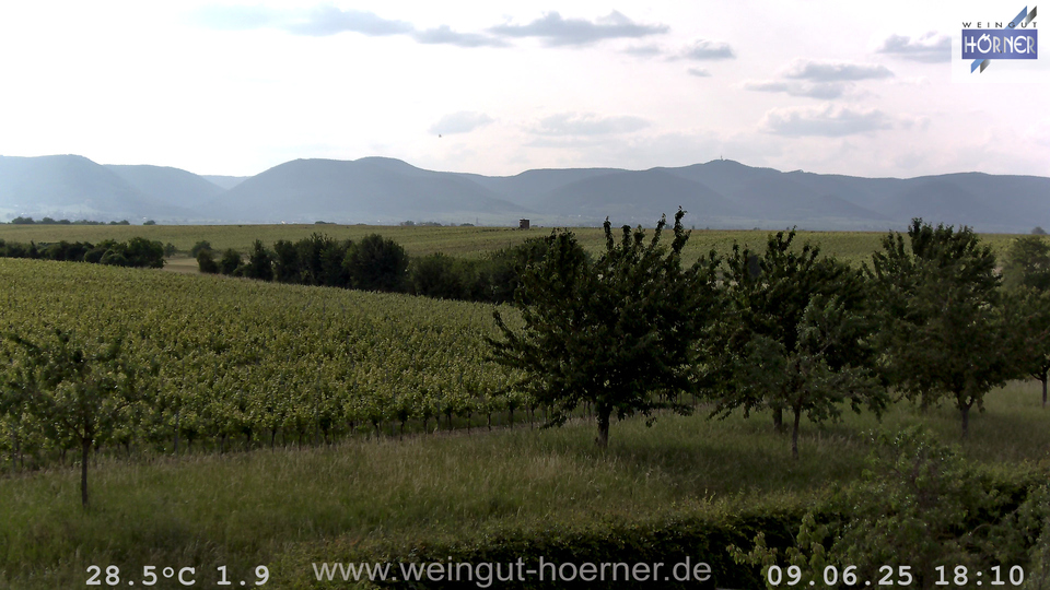 Webcam Weinberge Hochstadt