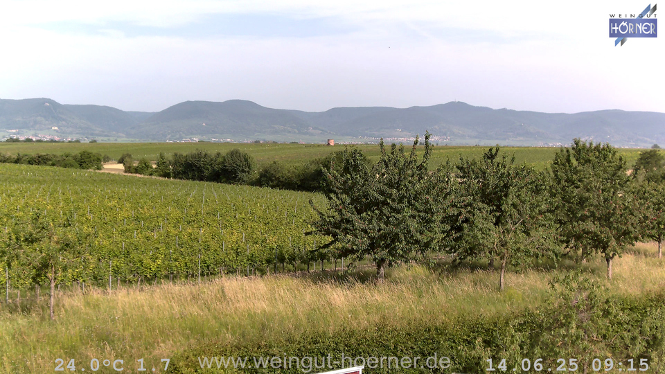 Webcam Weinberge Hochstadt