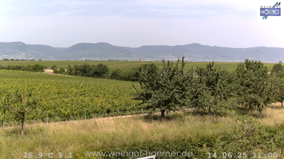 Webcam Weinberge Hochstadt
