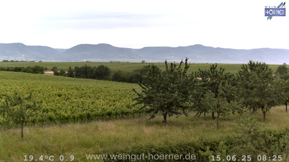 Webcam Weinberge Hochstadt