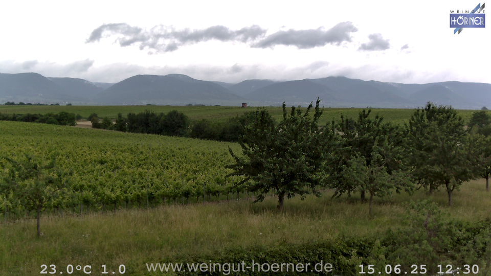 Webcam Weinberge Hochstadt