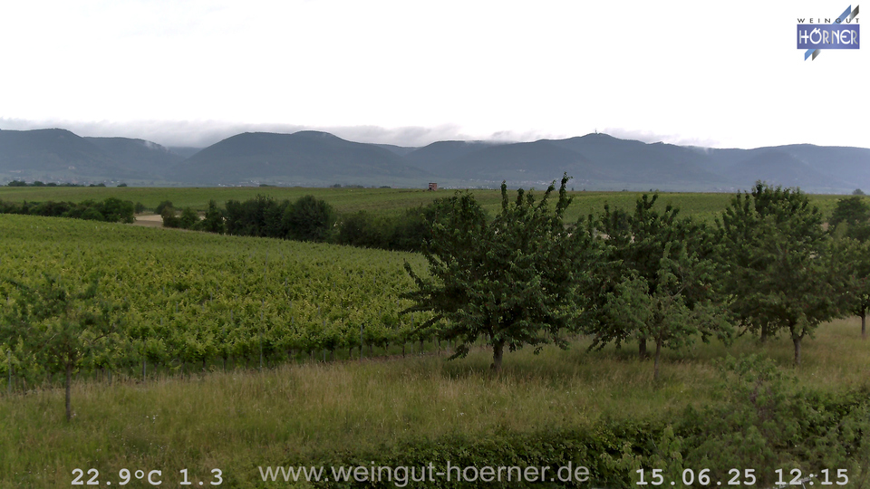 Webcam Weinberge Hochstadt