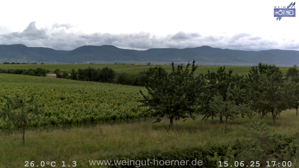 Webcam Weinberge Hochstadt