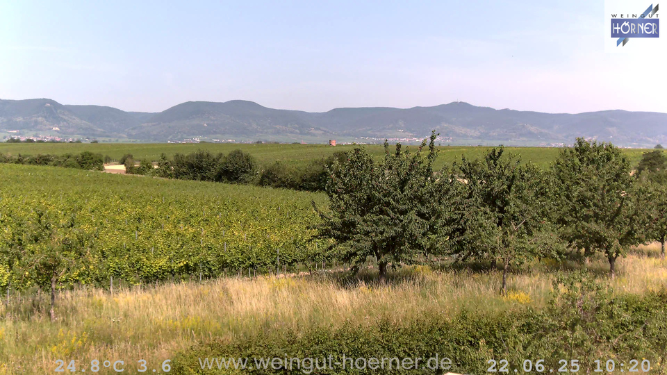 Webcam Weinberge Hochstadt
