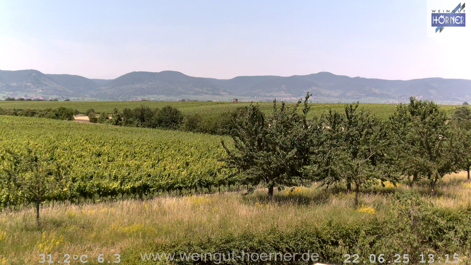 Webcam Weinberge Hochstadt
