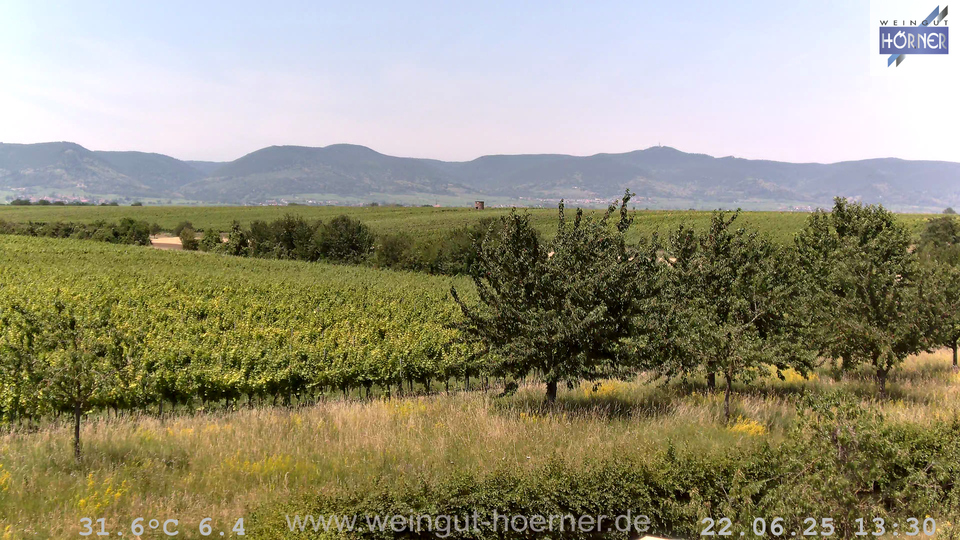 Webcam Weinberge Hochstadt