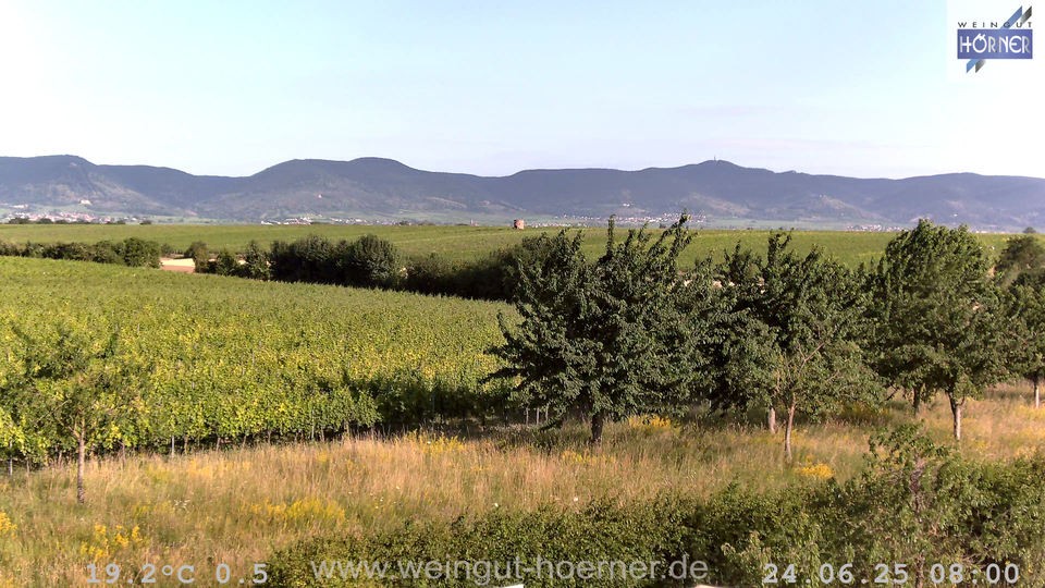 Webcam Weinberge Hochstadt