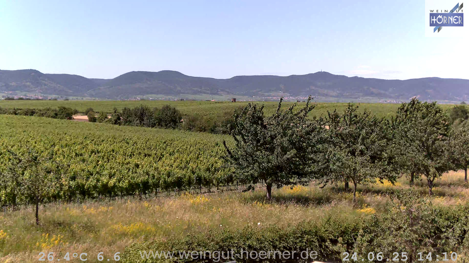 Webcam Weinberge Hochstadt