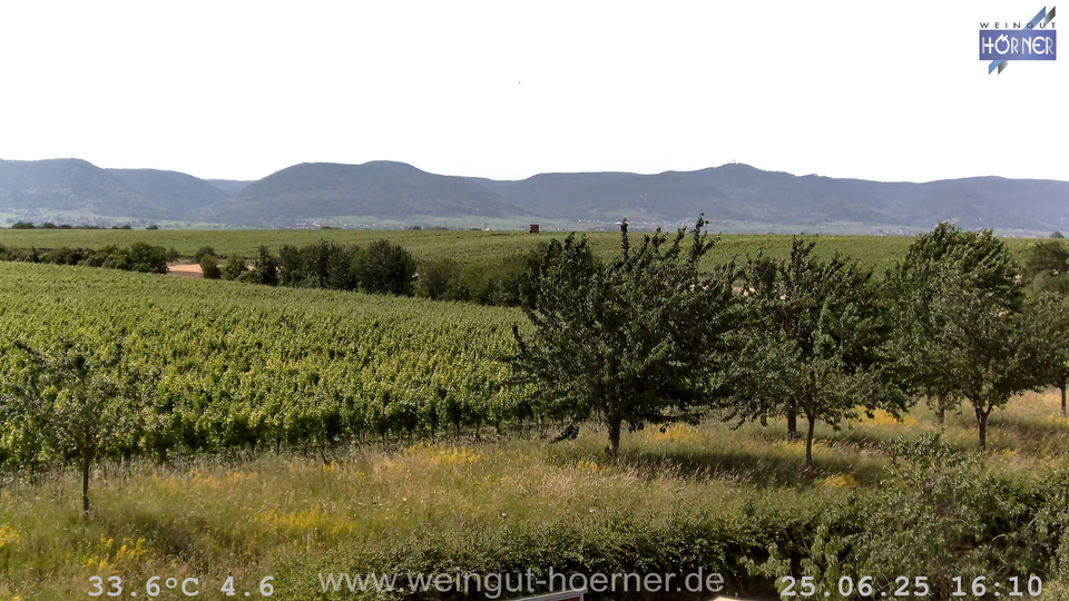 Webcam Weinberge Hochstadt