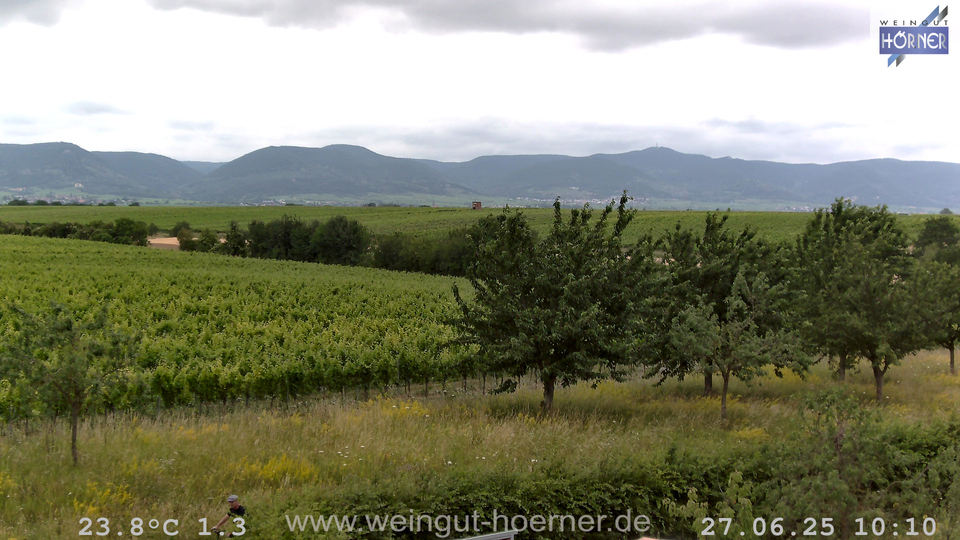 Webcam Weinberge Hochstadt