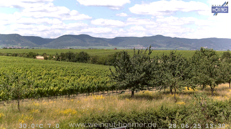Webcam Weinberge Hochstadt