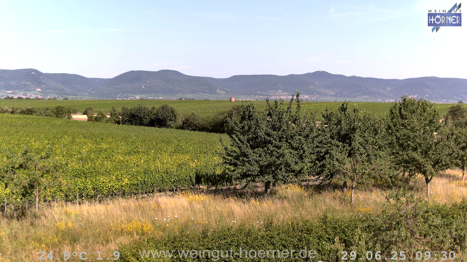 Webcam Weinberge Hochstadt