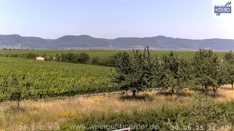 Webcam Weinberge Hochstadt