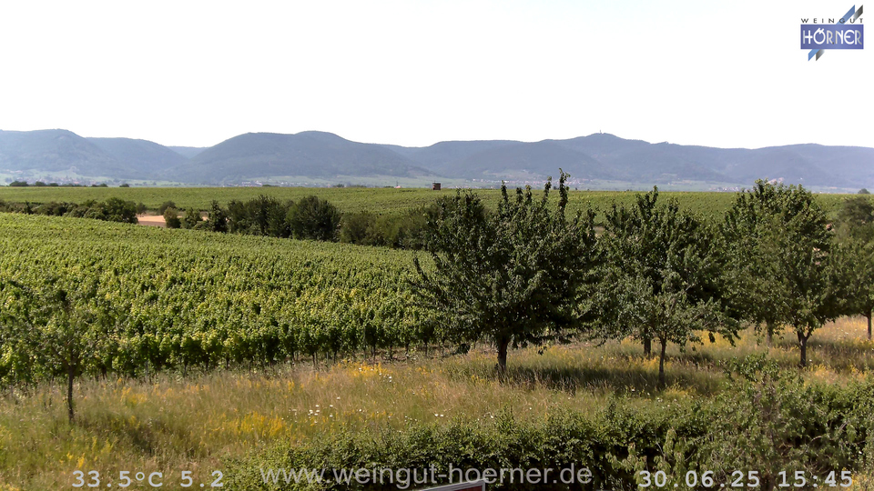 Webcam Weinberge Hochstadt