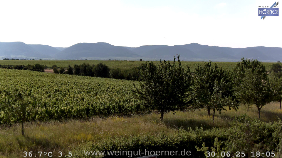 Webcam Weinberge Hochstadt