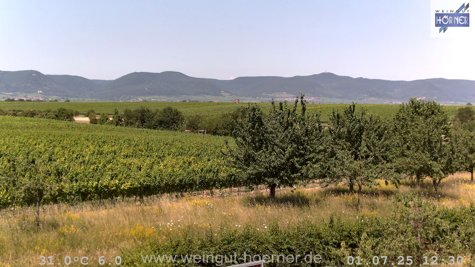 Webcam Weinberge Hochstadt