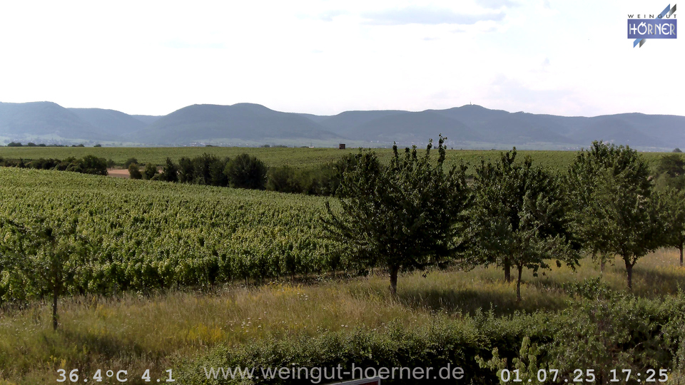 Webcam Weinberge Hochstadt