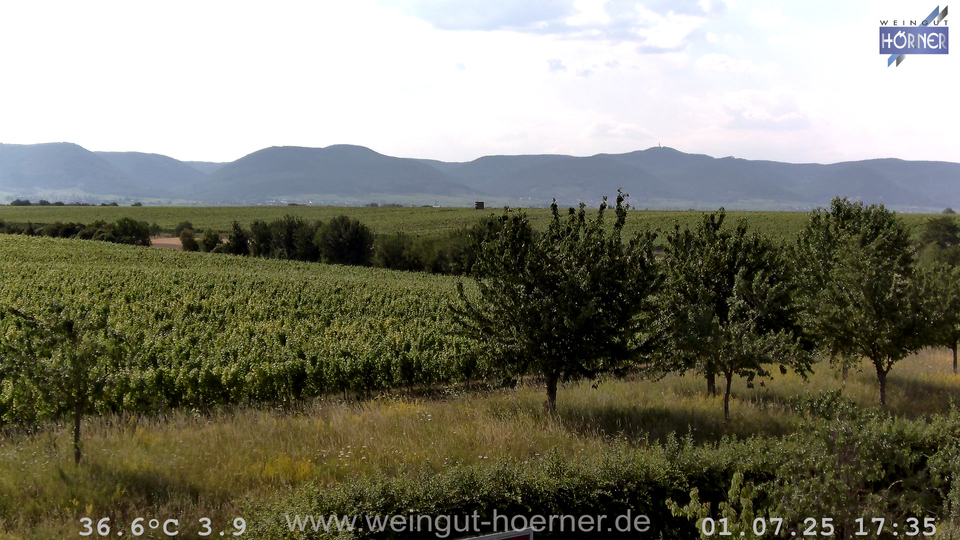 Webcam Weinberge Hochstadt