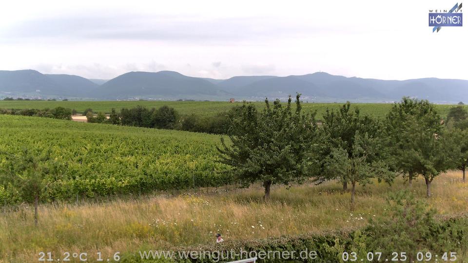 Webcam Weinberge Hochstadt
