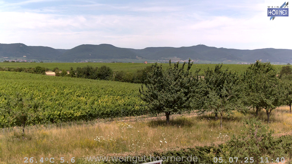 Webcam Weinberge Hochstadt